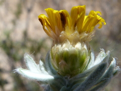 Oedera fruticosa