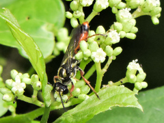 Sphex dorsalis