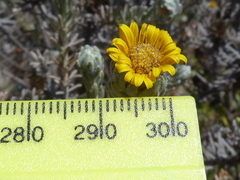 Oedera fruticosa