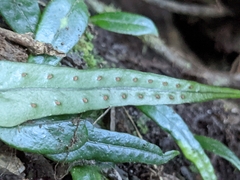 Lemmaphyllum rostratum
