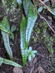 Lemmaphyllum rostratum