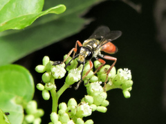 Sphex dorsalis
