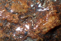 Leptophlebiidae