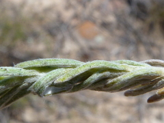 Oedera fruticosa