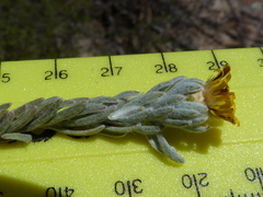 Oedera fruticosa