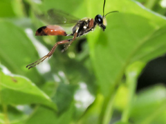 Sphex dorsalis