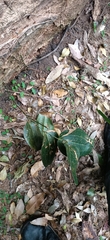 Smilax australis