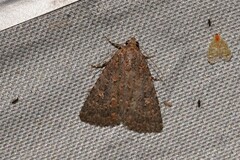 Hypoperigea tonsa