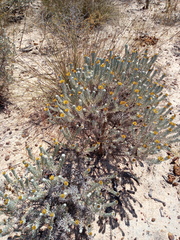 Oedera fruticosa