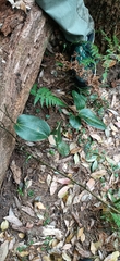 Smilax australis