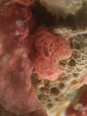 Distaplia