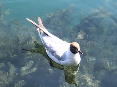 Chroicocephalus ridibundus