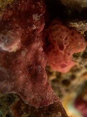 Distaplia