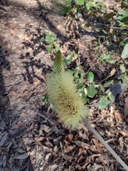 Xanthorrhoea macronema