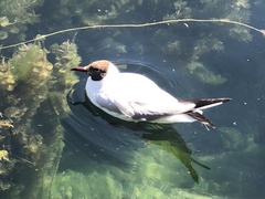 Chroicocephalus ridibundus