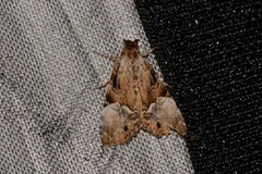 Alophosoma emmelopis