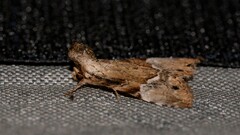 Alophosoma emmelopis