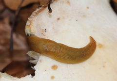 Malacolimax mrazeki