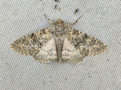 Polymixis flavicincta