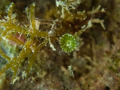 Parvocaulis polyphysoides
