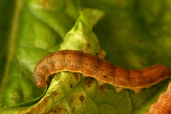 Mamestra brassicae