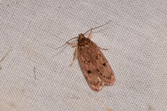 Hofmannophila pseudospretella