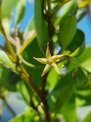 Vincetoxicum carnosum