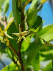 Vincetoxicum carnosum