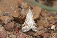 Sedenia rupalis