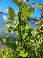 Vincetoxicum carnosum