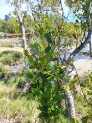 Vincetoxicum carnosum