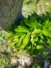 Vincetoxicum carnosum