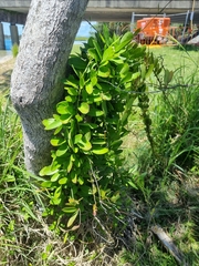 Vincetoxicum carnosum