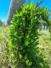 Vincetoxicum carnosum