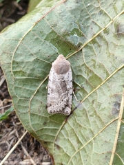 Conistra daubei