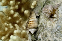 Gibberulus gibberulus