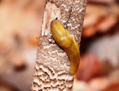 Malacolimax mrazeki