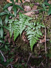 Asplenium onopteris