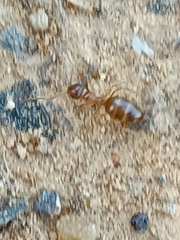 Prenolepis nitens