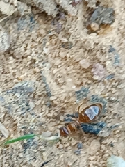 Prenolepis nitens
