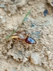 Prenolepis nitens