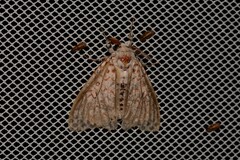 Lymantria nephrographa