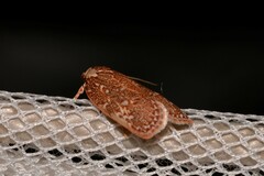 Euchaetis metallota