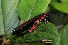 Histia flabellicornis