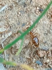 Prenolepis nitens