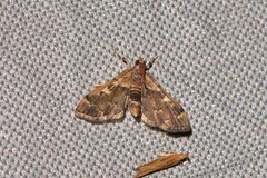Nacoleia glageropa