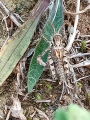Acrotylus