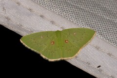 Comostola leucomerata