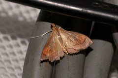 Hydrorybina polusalis