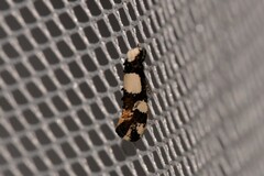 Monopis icterogastra